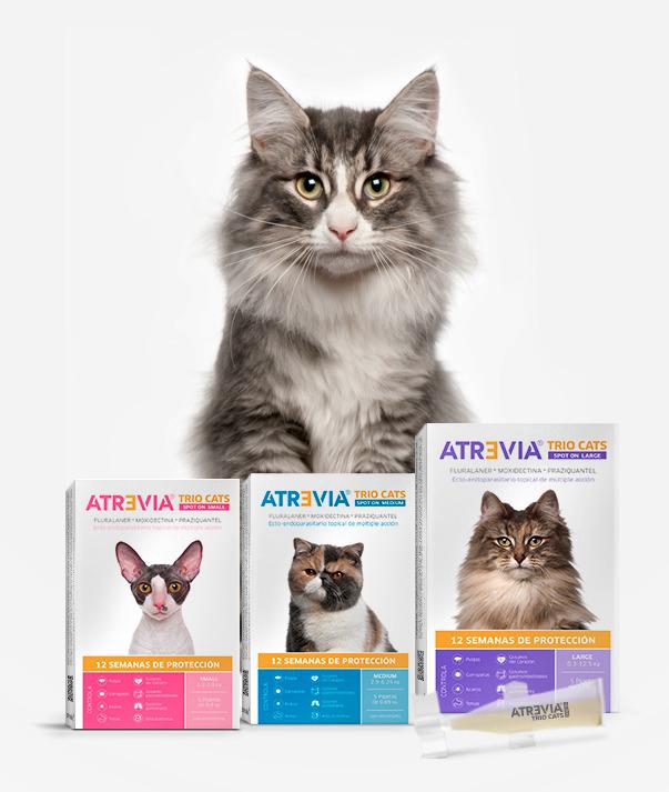 Atrevia Trio cats Pipette