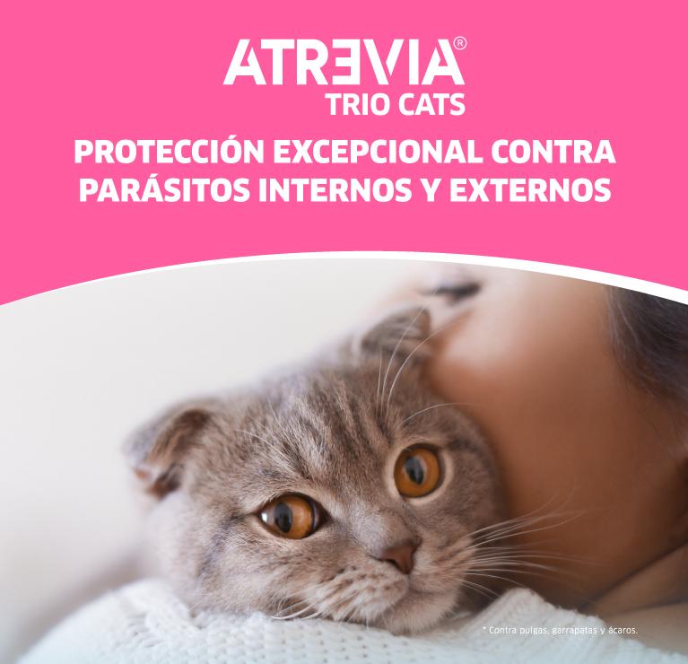 Atrevia Trio cats Pipette